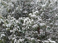 2021年英山的第一场雪