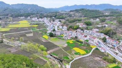 竹林铺村：小毛竹 大产业
