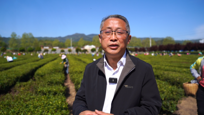 【视频】春季采茶忙 “红娘”帮你忙——县人社局帮助茶企抢抓茶叶上市黄金期