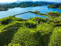 魅力茶乡