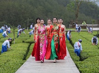魅力茶乡