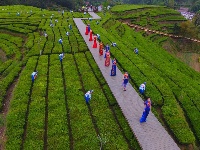 魅力茶乡