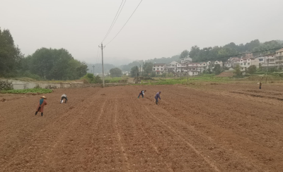 竹林铺村：强化耕地保护 保障粮食安全
