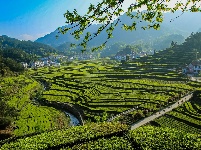 魅力茶乡