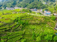 魅力茶乡