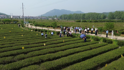 【视频】英山云雾茶消费体察活动：云端溯源 见证一杯好茶的诞生