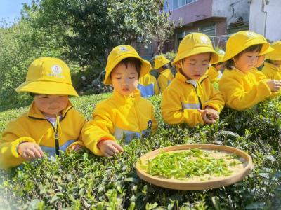 【教育之窗】县第四幼儿园方家咀园区开展“赴春寻茶”劳动实践活动