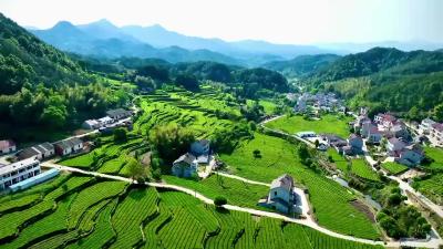 【爱我三河·行摄英山】茶香氤氲  山水入盏
