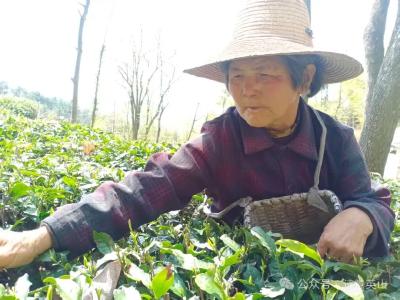 闵家畈村人物记：看采茶姑娘