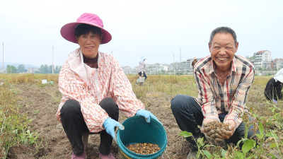 【乡村振兴基层行】二份垸村元胡喜获丰收 小药材变“金疙瘩”
