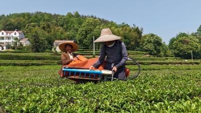 【爱我三河·行摄英山】机械采茶效率高