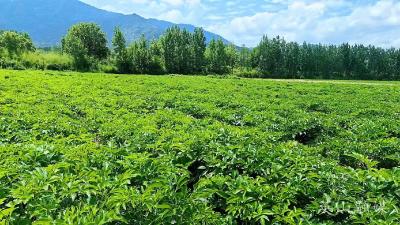 配上“金钥匙”  打开“致富门” 